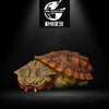 The eighth in Animal Planet’s Heart-wide and Body-Fat series—Turtle 3 - Multiple options to choose from